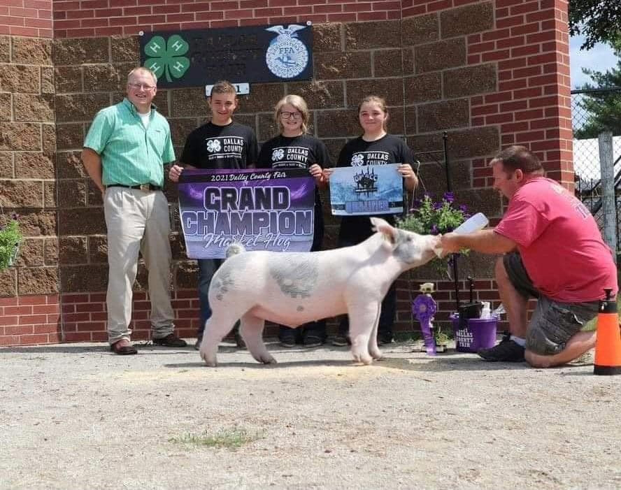 Dallas County Iowa – Grand Overall Market Hog
