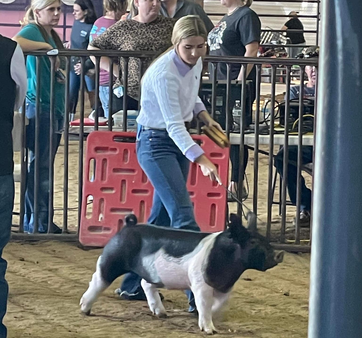 LCFA Texas – Champion and Reserve Crossbred Market Show (alternate photo)
