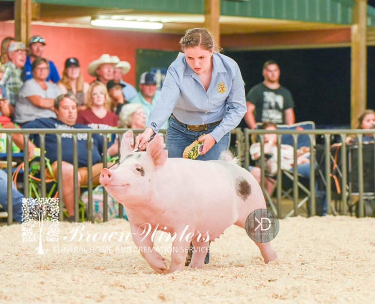 Ottawa County Oklahoma – 3rd Overall Market Hog (alternate photo)