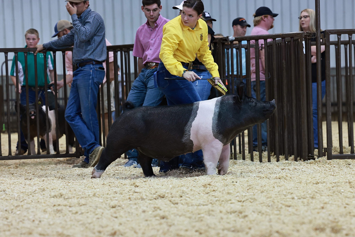 Oklahoma State Fair – Class Winner & 3rd Overall Hampshire (additional photo)
