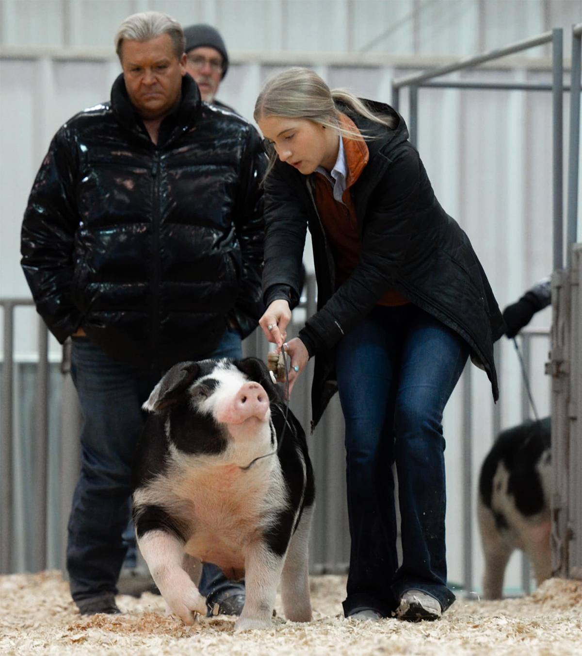 Mid-American Stock Show – Champion Spot Barrow