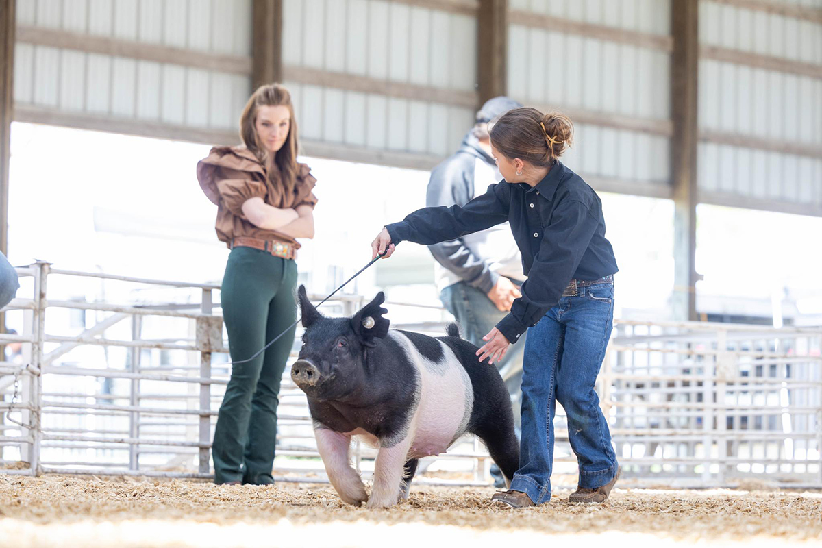 Reserve Champion Dark Cross Gilt at Jim Bloomberg Memorial