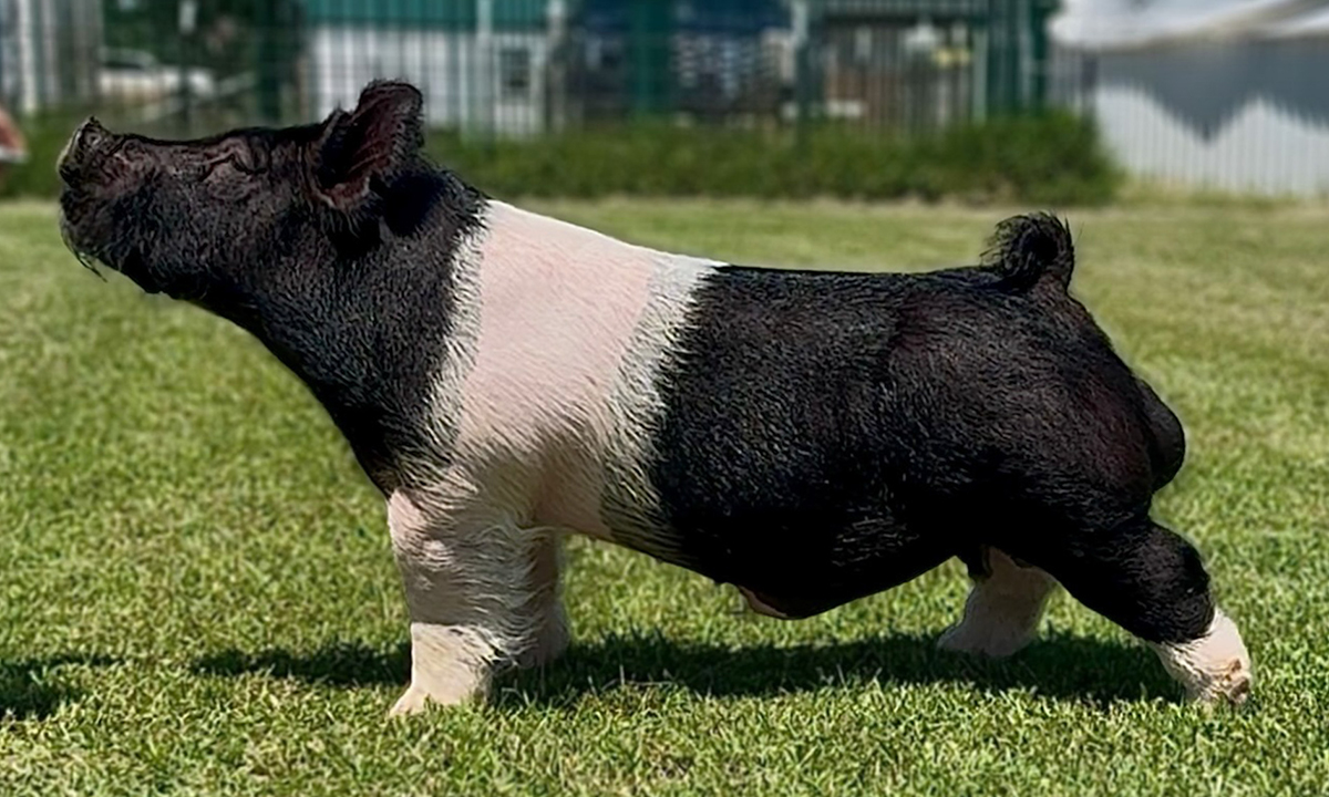 Fearless Boar