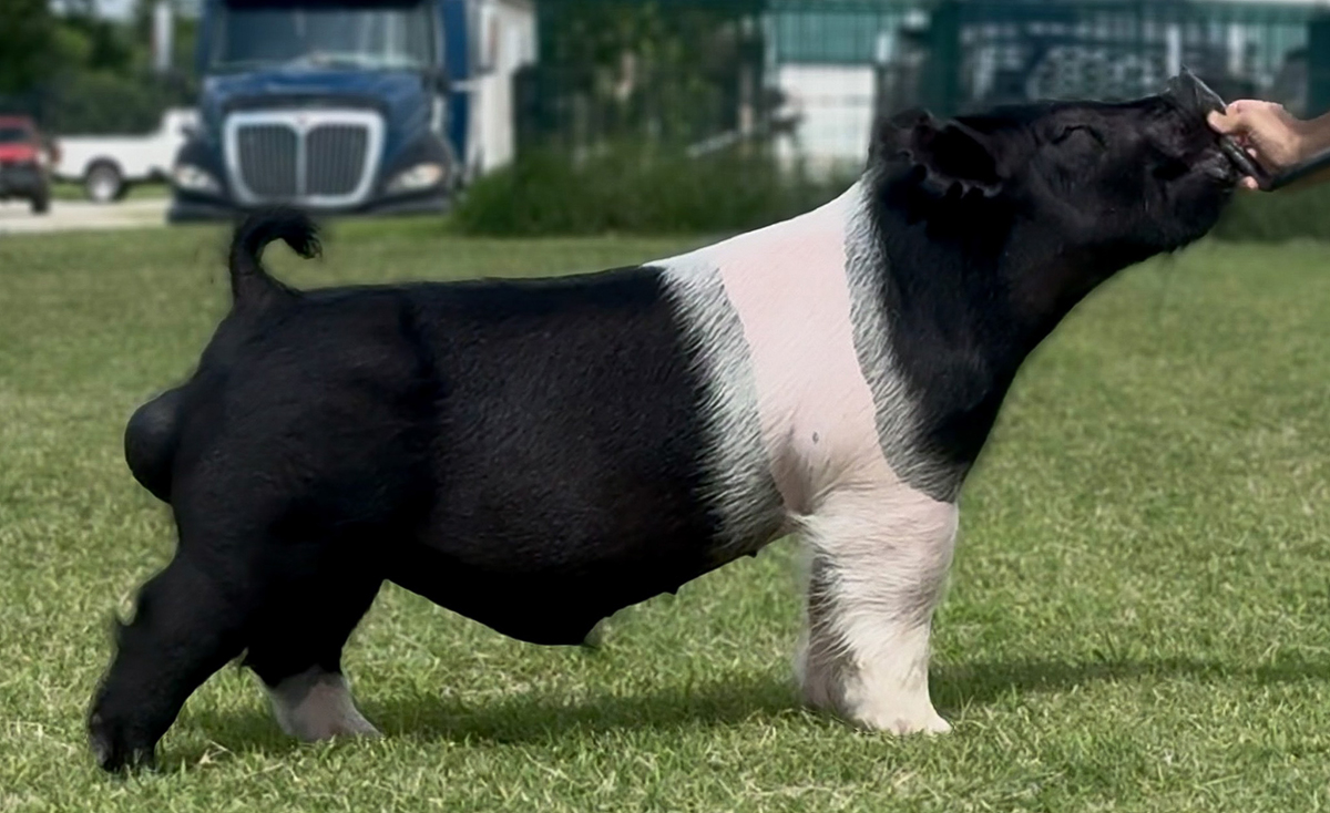 X-Factor Boar