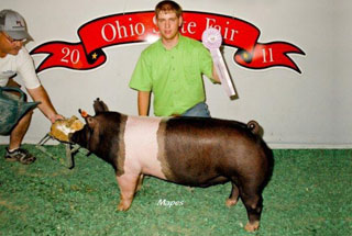 Reserve Champion Hamp