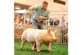 4th Place Barrow Houston Livestock Show