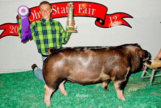 Champion Spot Barrow