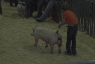 Grand Champion Barrow Brazos County