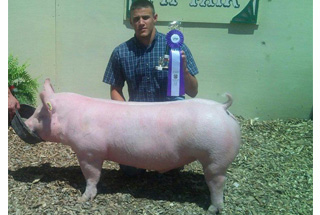 Grand Champion Motcalm County Joe Main