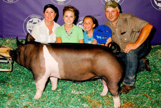 Reserve Grand Champion Gilt Michigan Livestock Expo