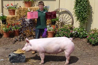 Grand Champion Barrow and Overall Ottawa County