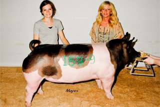 13 $15,000 Class Winning Gilt Indiana State Fair