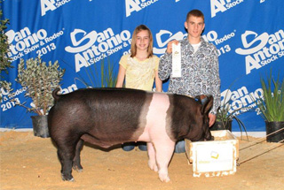 13 3rd Place Premium Sale Hampshire San Antonio Livestock Show