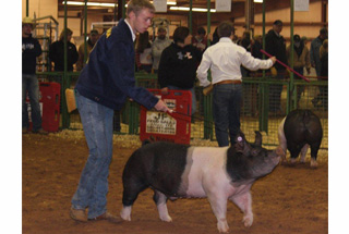 13 Champion Hampshire 5th Overall Jackson County