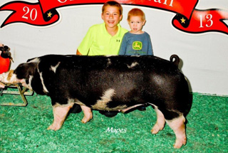 13 Class Winning SPot Barrow Ohio State Fair