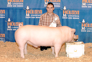 13 3rd Place Premium Sale Hampshire San Antonio Livestock Show