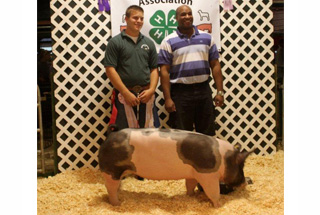 13 Reserve Champion Gilt Monroe County