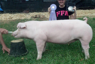 13 Reserve CHampion Market Hog SW District Fair, AR :: Champion AOB 4 States Fair, Texarkana