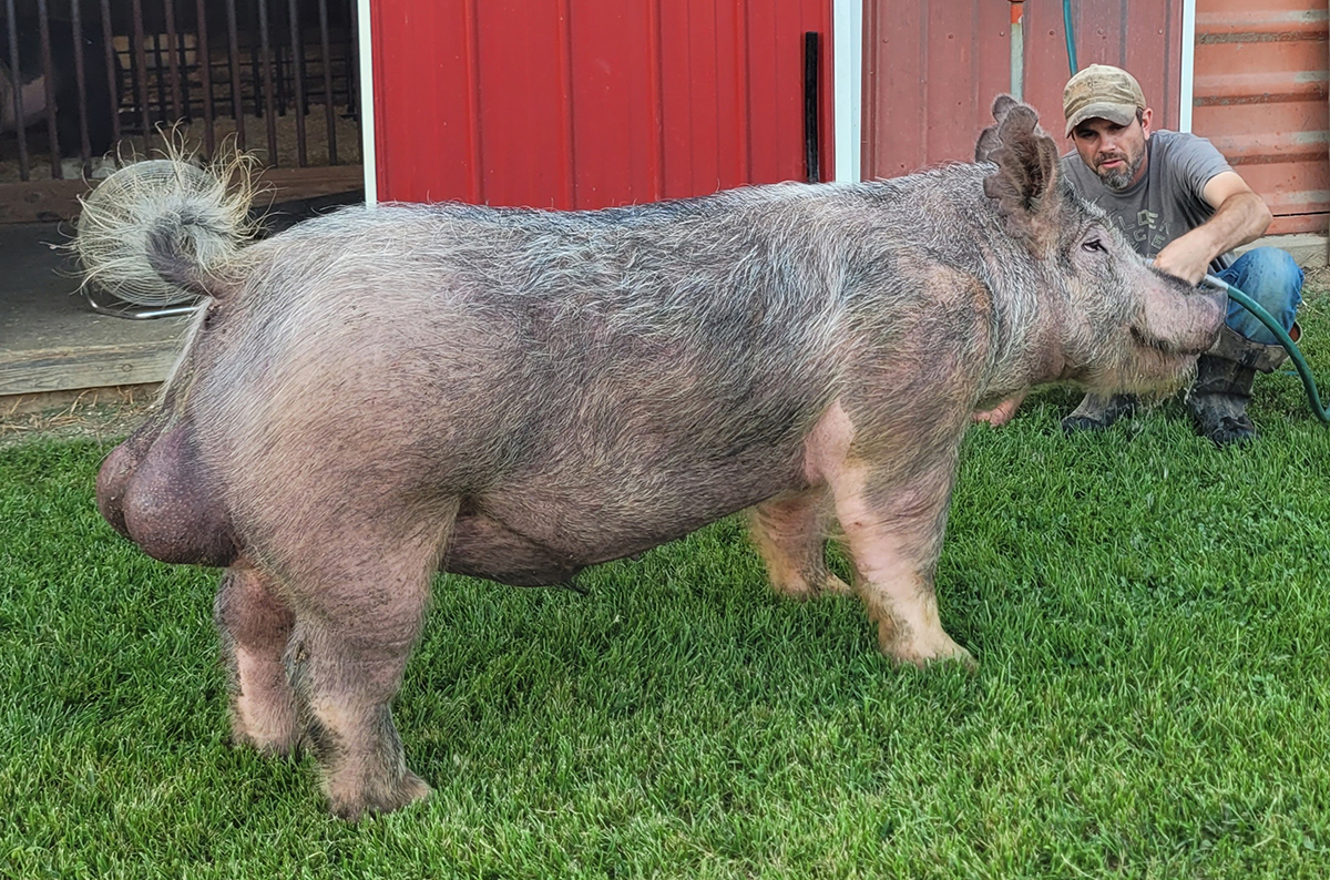 Shades Darker Poland boar — Stay Strapped x Shades of Grey's mom — Stress Negative — $100/dose
