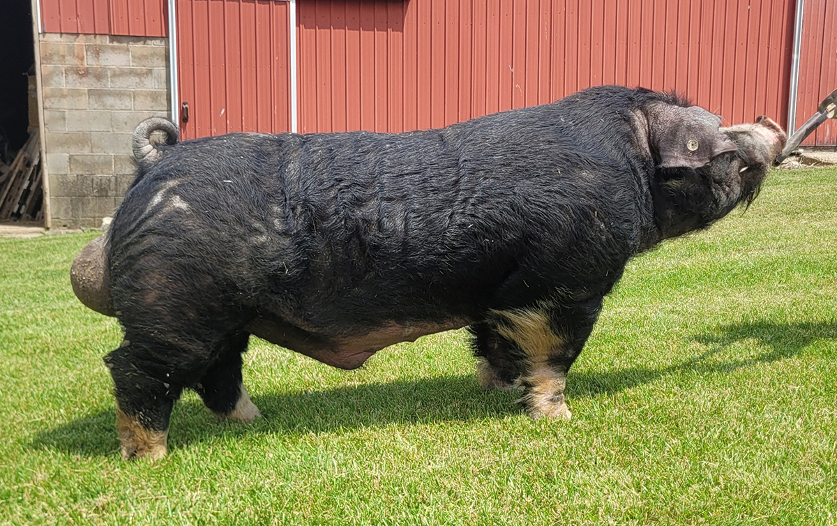 Super Guy Poland boar — Super Hog x Don't Tell Dad (Fall Guy's mom) — Stress Negative — $100/dose