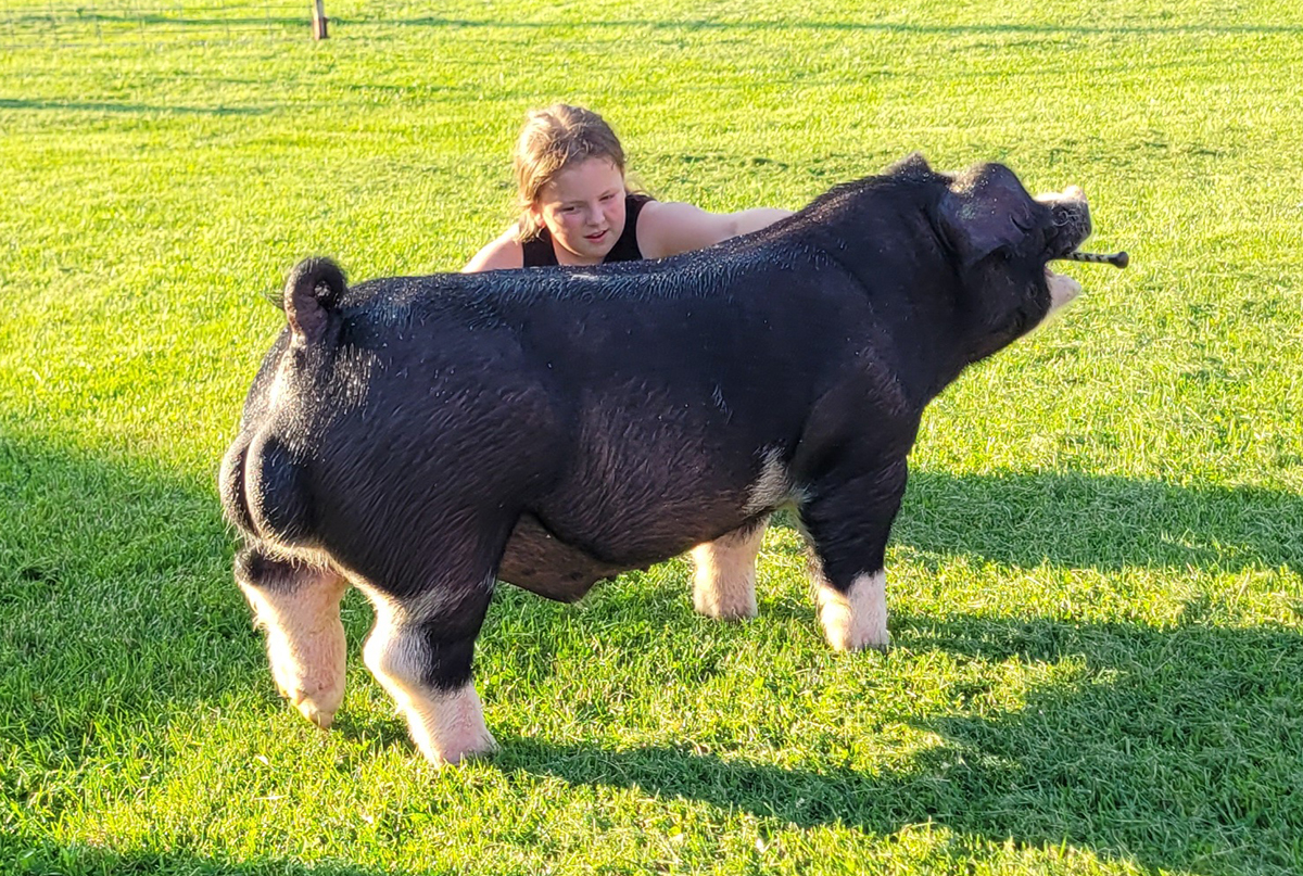 Snake Bite Poland boar — 983 x Don't Tell Dad (Fall Guy's mom) — Stress Negative — $100/dose