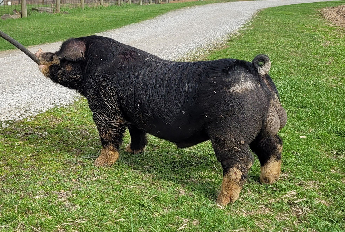 Super Guy Poland boar — Super Hog x Don't Tell Dad (Fall Guy's mom) — Stress Negative — $100/dose