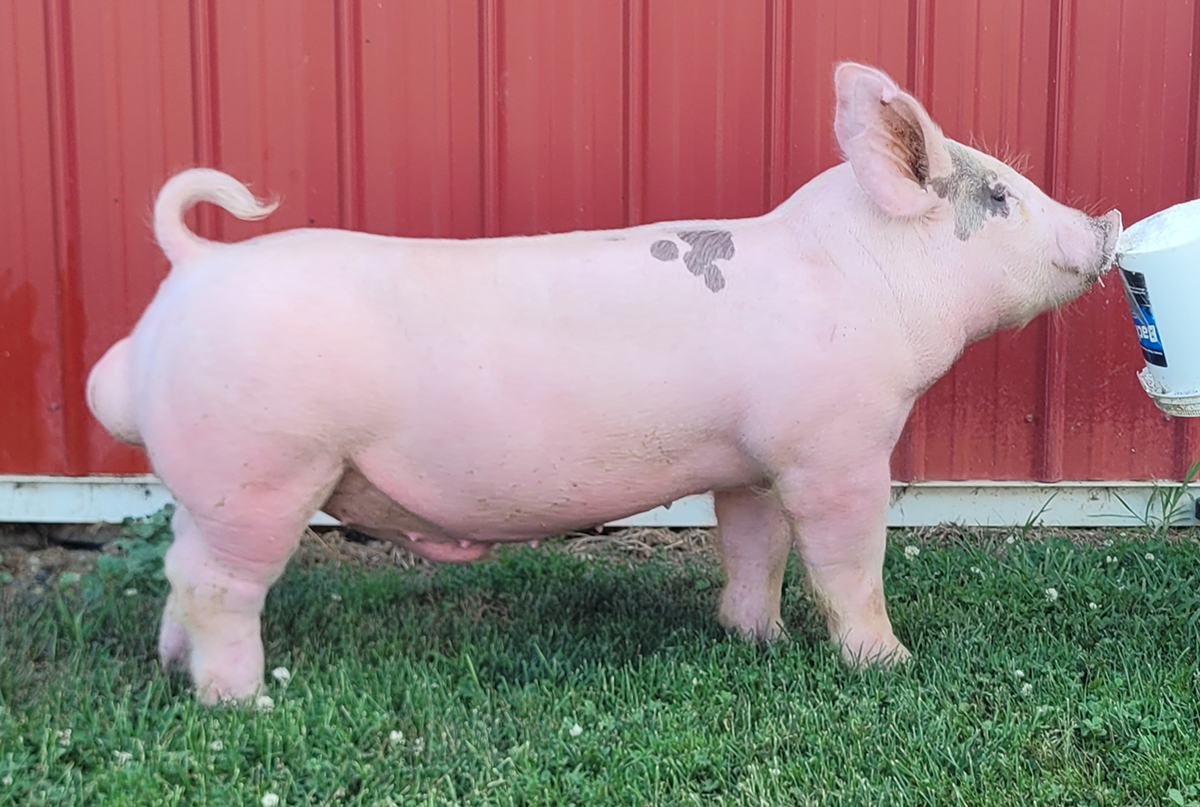 White Noise Poland boar — White One x Van Gogh (Shades of Grey littermate) — Stress Negative — $100/dose