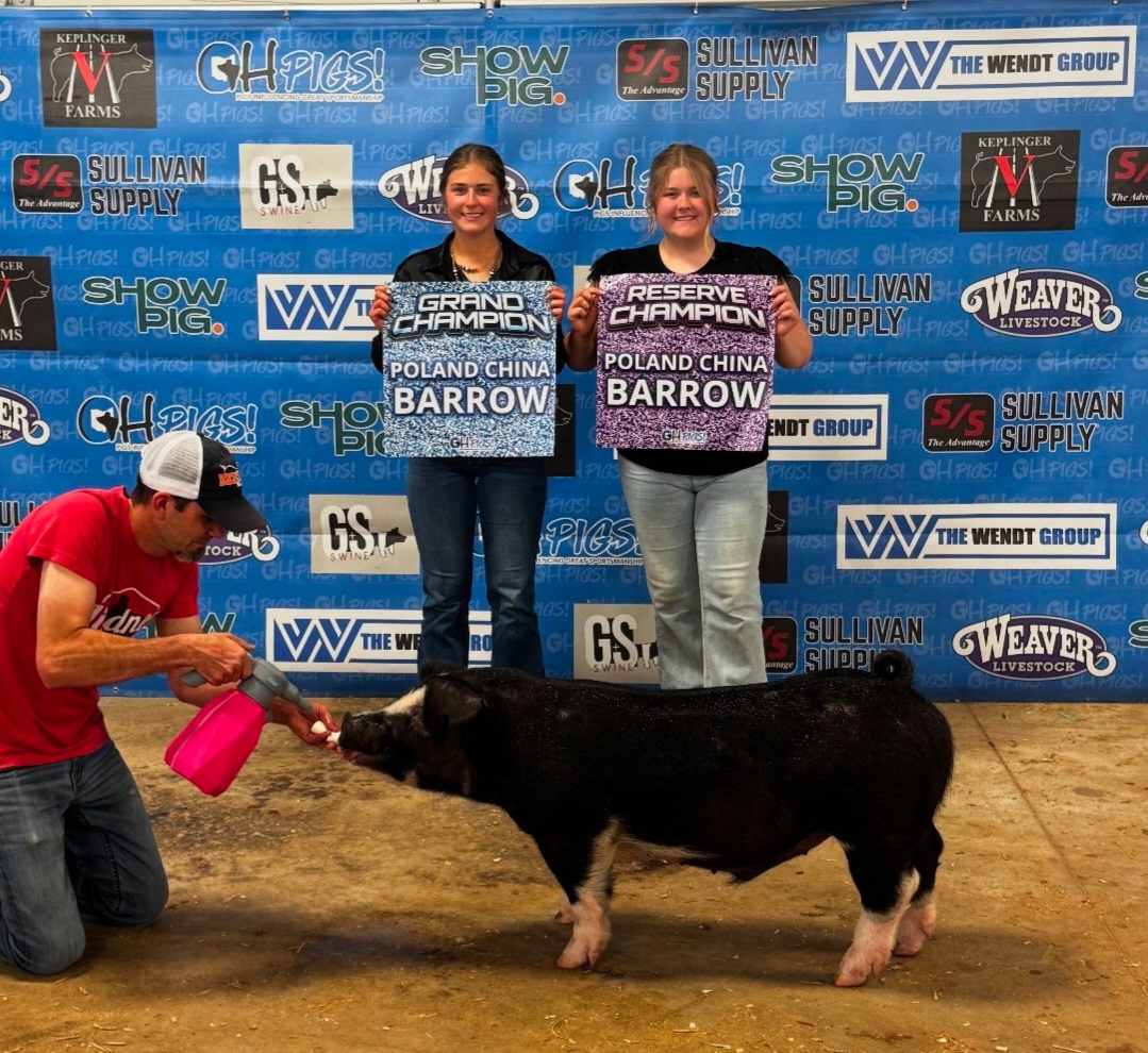 Champion and Reserve Poland barrow — 2026 Darke Co Shootout jackpot — Shown by Hayley Germann