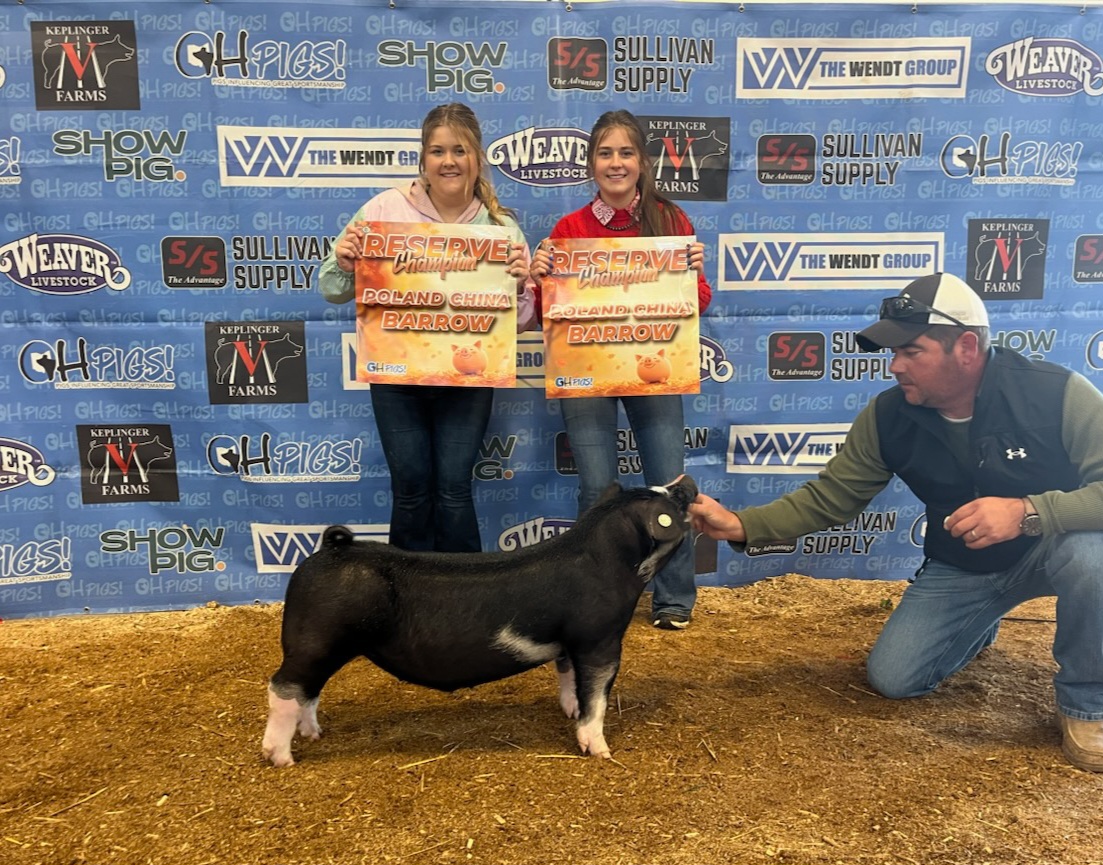 Champion and Reserve Poland barrow — Ohio Fall & Winter Jackpots — Shown by Hayley Germann