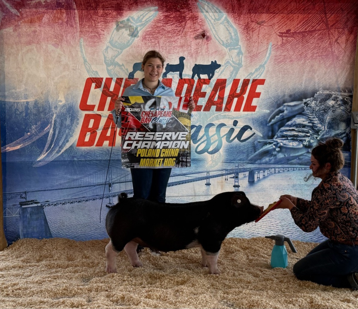 Reserve Champion Poland market hog — 2026 Chesapeake Bay Classic — Shown by Kylie Medlin