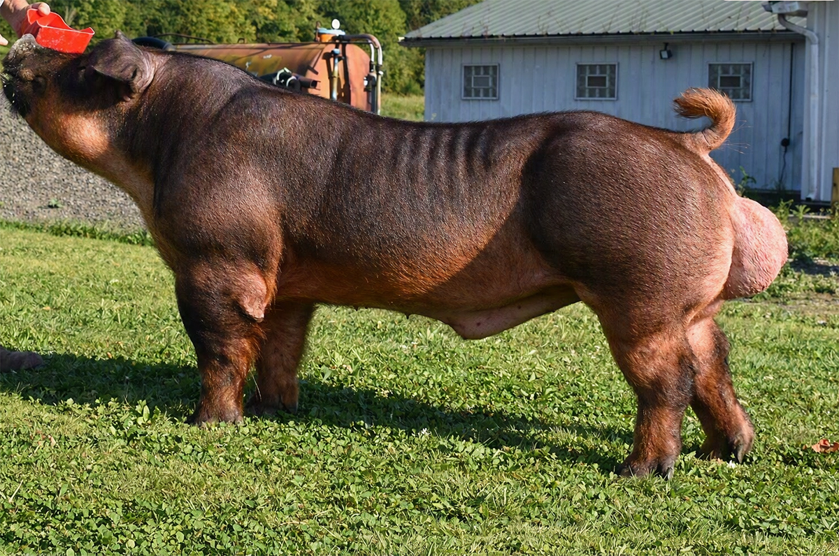 Double DD's, Duroc boar