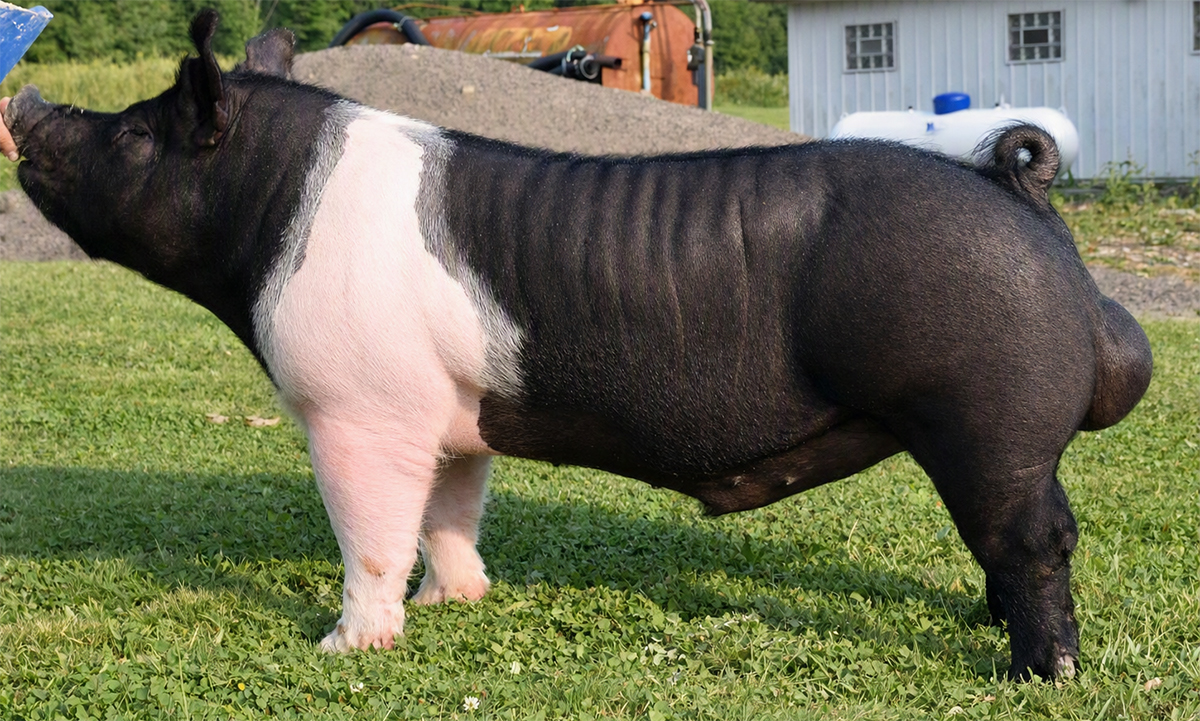 Maximus, Hampshire boar