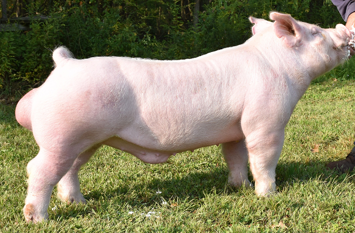 Take 5, Yorkshire boar