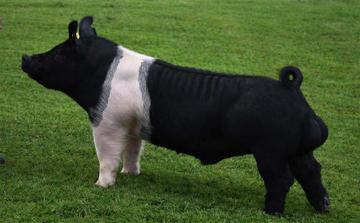 Wise Guy, Hampshire boar