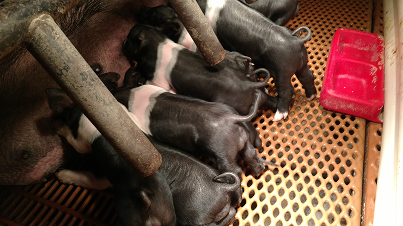 Litter of piglets nursing on the sow